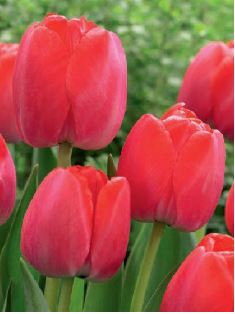 Darwin Hybrid Tulpen Red Pride